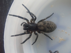 Amaurobioides
