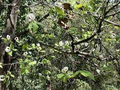 Cornus florida urbiniana