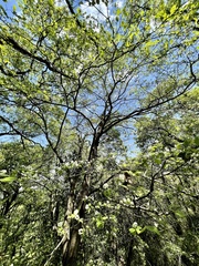 Cornus florida urbiniana