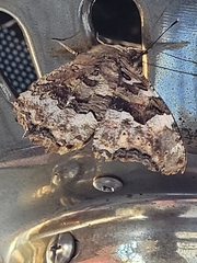 Nymphalis