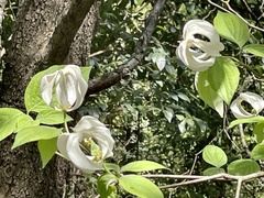 Cornus florida urbiniana