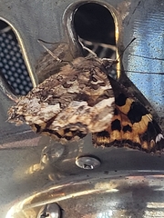 Nymphalis