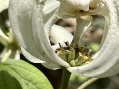 Cornus florida urbiniana