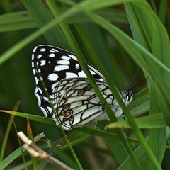 Melanargia ines