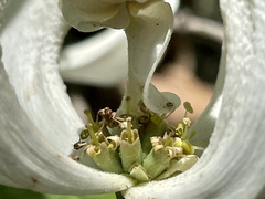 Cornus florida urbiniana