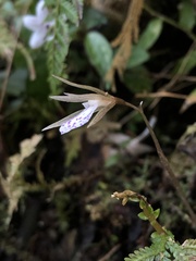 Nervilia taiwaniana