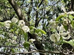 Cornus florida urbiniana