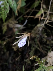Nervilia taiwaniana