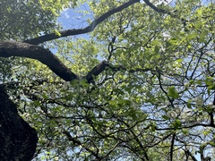 Cornus florida urbiniana