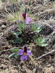 Viola trinervata