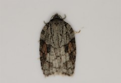 Acleris ptychogrammos