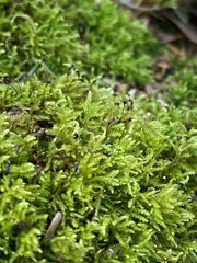 Eurhynchiastrum pulchellum