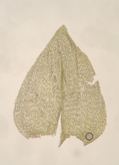 Eurhynchiastrum pulchellum
