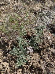 Lomatium canbyi