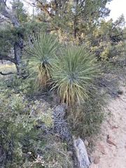 Yucca utahensis