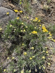 Nestotus stenophyllus