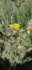 Sonchus oleraceus