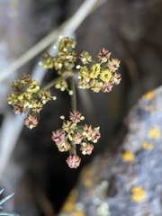 Lomatium tuberosum