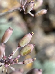 Lomatium tuberosum