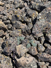 Lomatium tuberosum