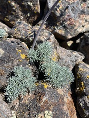 Lomatium tuberosum