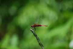 Tramea abdominalis