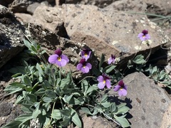 Viola trinervata