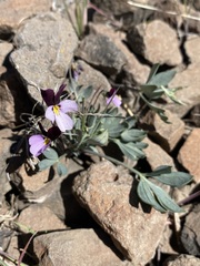 Viola trinervata