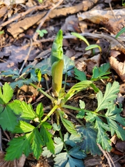 Geum vernum