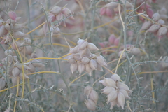 Astragalus magdalenae