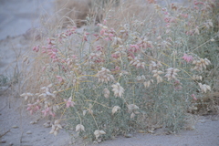 Astragalus magdalenae