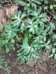 Hydrophyllum capitatum thompsonii