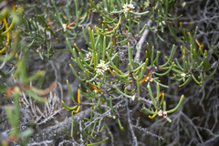 Hakea megadenia