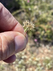 Microseris douglasii platycarpha