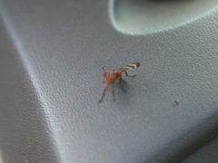 Tritoxa incurva