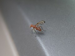 Tritoxa incurva
