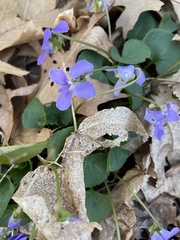 Viola sororia