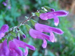 Salvia peninsularis