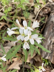 Cardamine concatenata