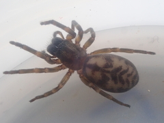 Amaurobioides