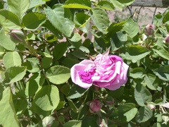Rosa