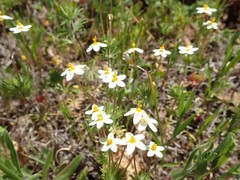 Leptosiphon parviflorus