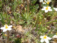 Leptosiphon parviflorus