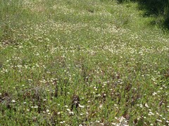 Leptosiphon parviflorus