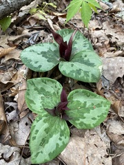 Trillium decumbens
