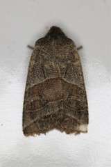 Eupsilia devia