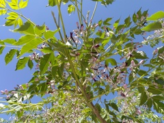 Melia azedarach