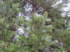 Abies balsamea image