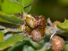 Callirhytis carmelensis