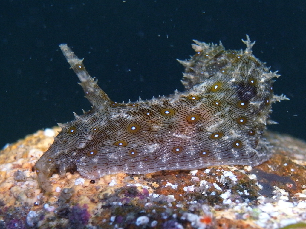 Striated Seahare